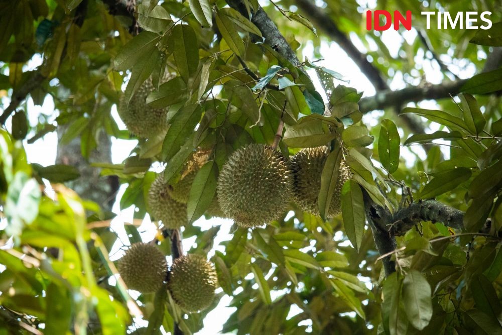 Several ripe durian fruits hang from a durian tree.