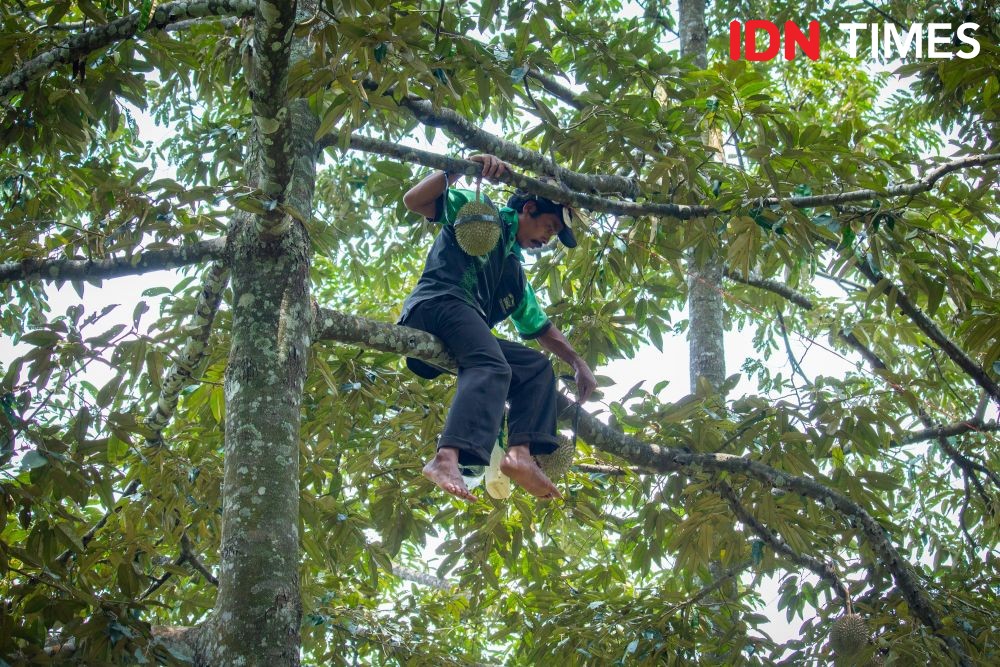 A durian farmer sits on a durian tree branch.