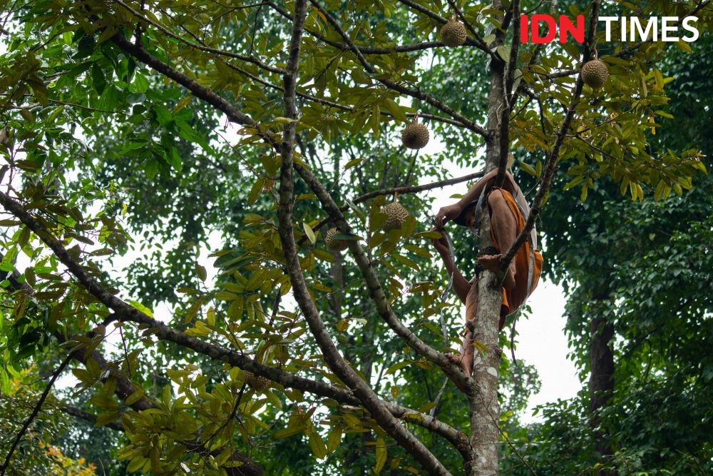 A farmer climbs on a durian tree to harvest the fruit.