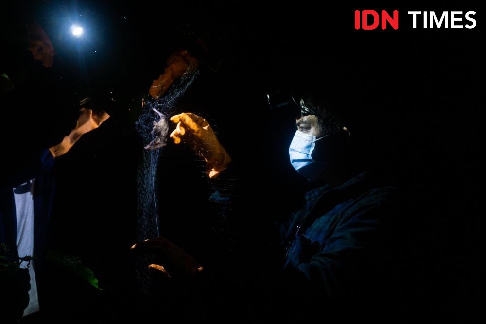 Researchers wearing surgical masks and gloves analyze a captured bat.