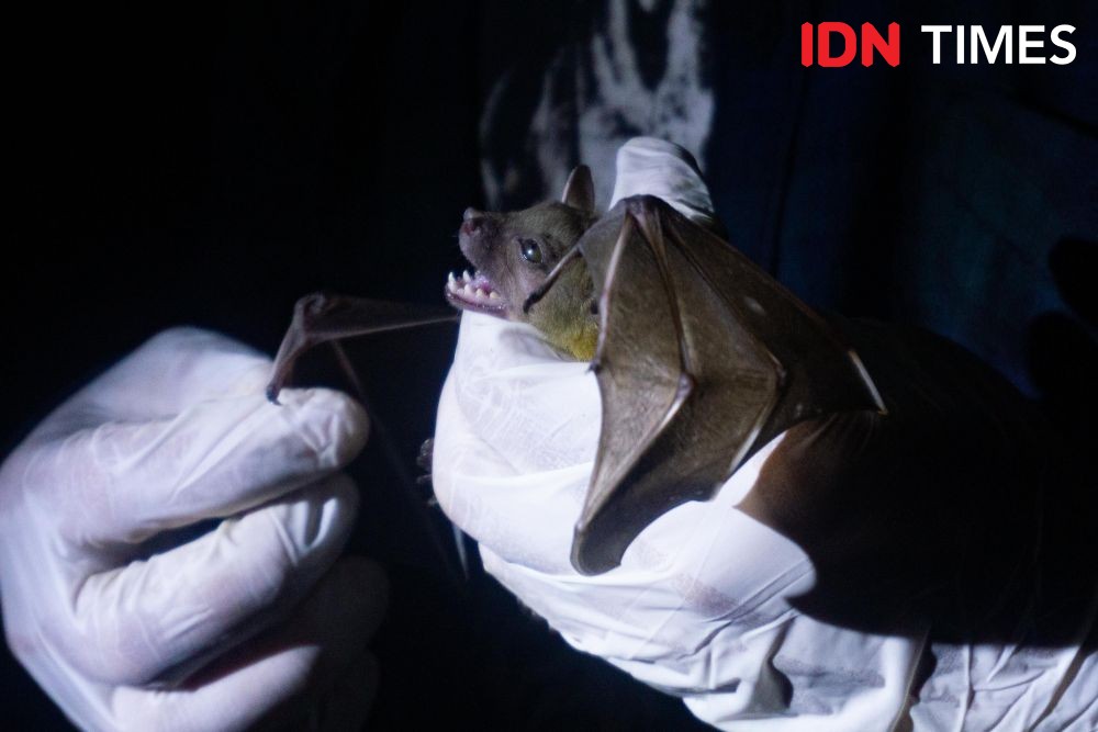 A researcher wearing white gloves holds a bat.