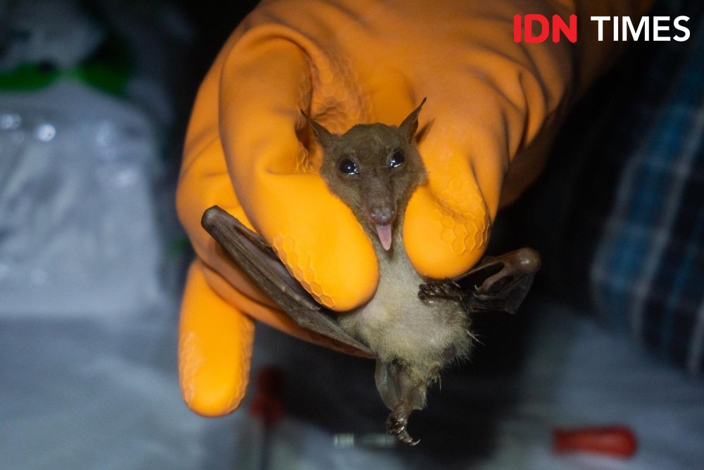 A bat sticking its tongue out is shown in a yellow-gloved hand.