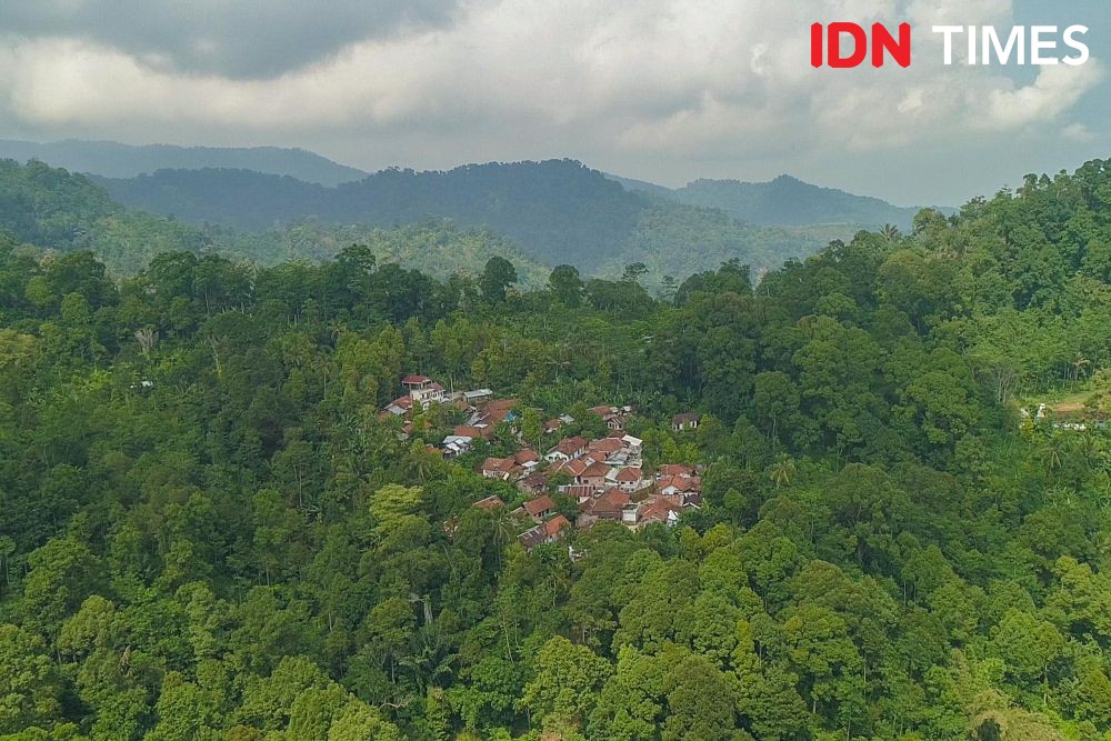 10 Potret Agen Penyerbuk Utama Durian Hutan Hujan Tropis Pekalongan