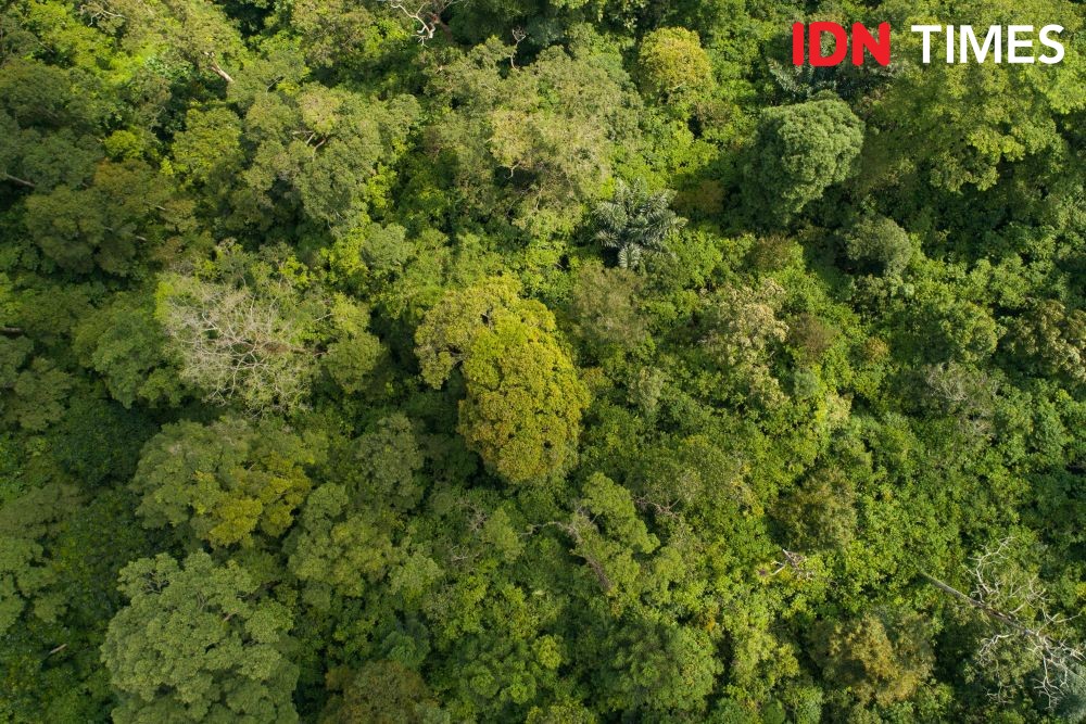 10 Potret Agen Penyerbuk Utama Durian Hutan Hujan Tropis Pekalongan