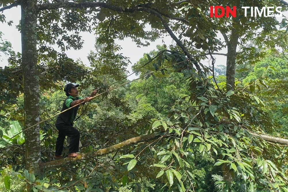 10 Potret Agen Penyerbuk Utama Durian Hutan Hujan Tropis Pekalongan