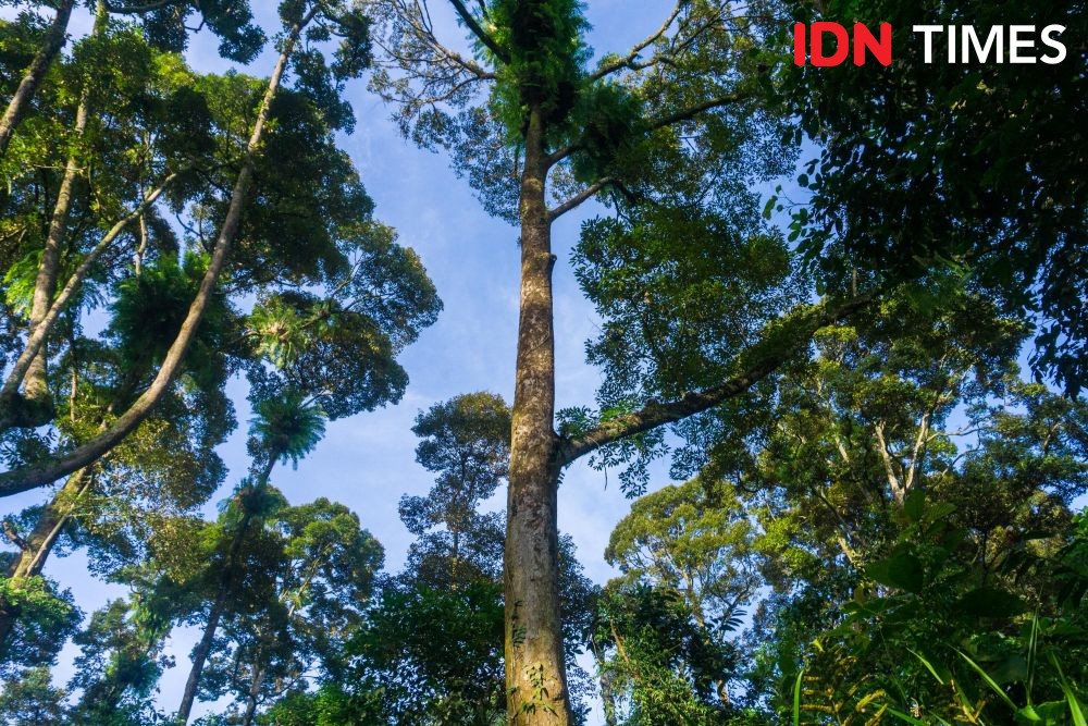 10 Potret Agen Penyerbuk Utama Durian Hutan Hujan Tropis Pekalongan