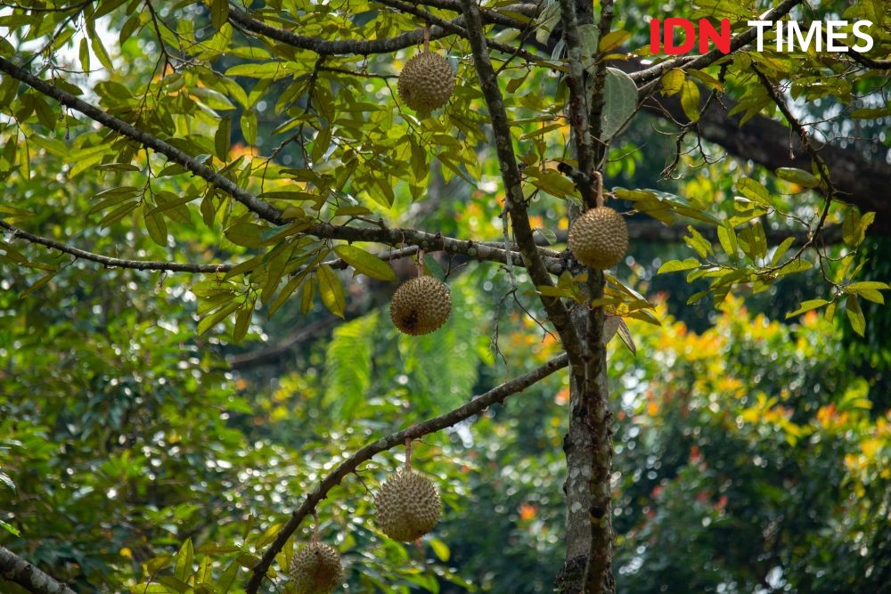 10 Potret Agen Penyerbuk Utama Durian Hutan Hujan Tropis Pekalongan