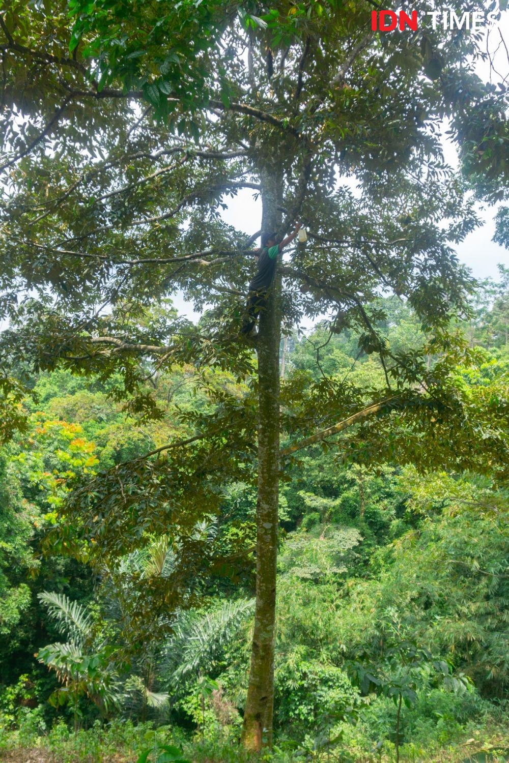 10 Potret Agen Penyerbuk Utama Durian Hutan Hujan Tropis Pekalongan