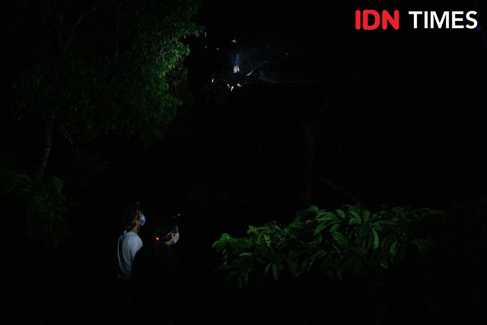 10 Potret Agen Penyerbuk Utama Durian Hutan Hujan Tropis Pekalongan