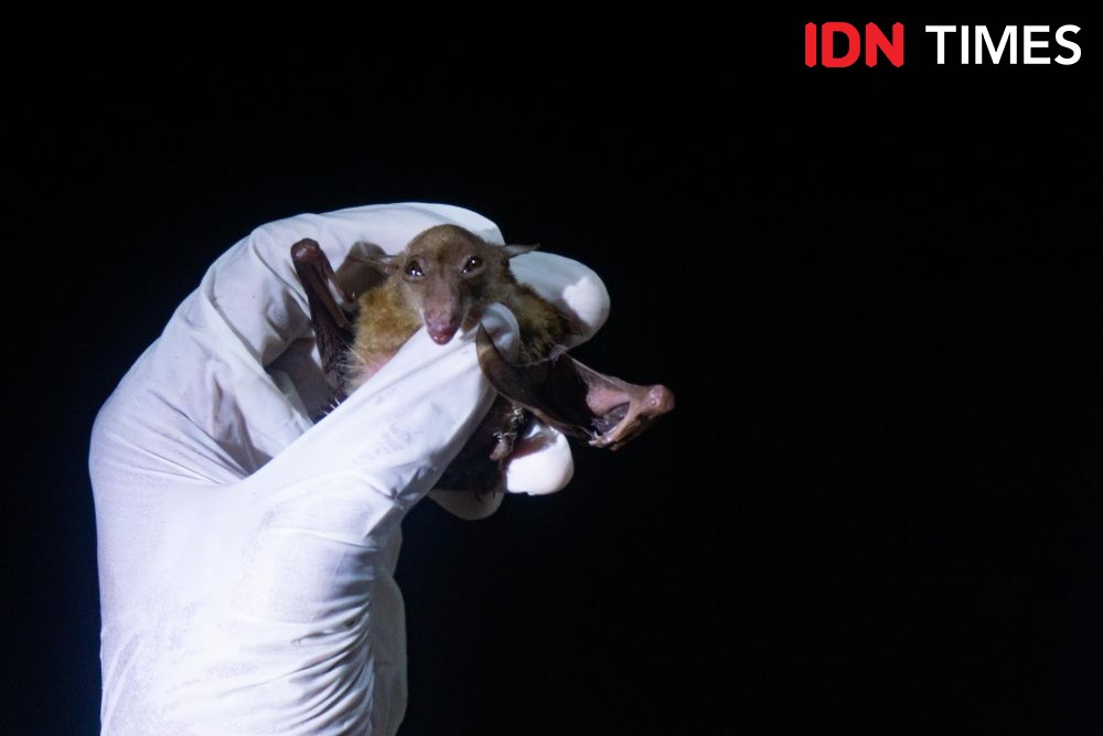 a small bat held in a gloved hand