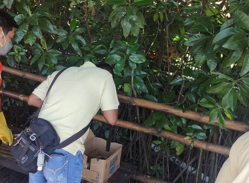 Sesosok Mayat Bayi Ditemukan Membusuk di Sungai Ekowisata Mangrove
