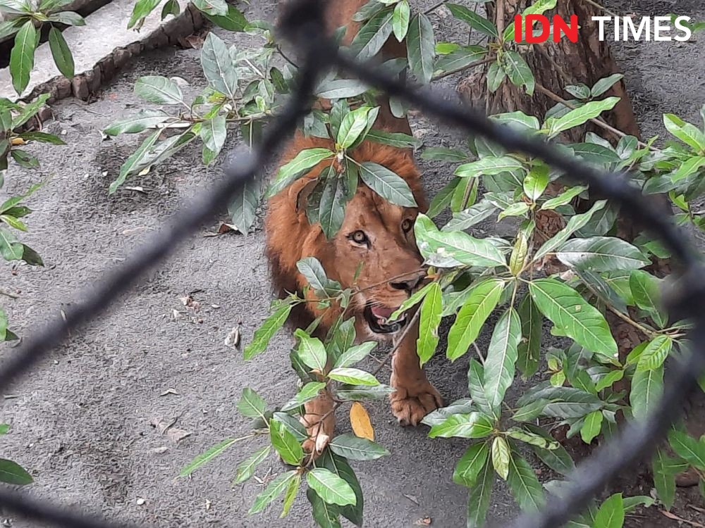 Pengunjung di Bawah 12 Tahun Boleh Masuk Gembira Loka Zoo   