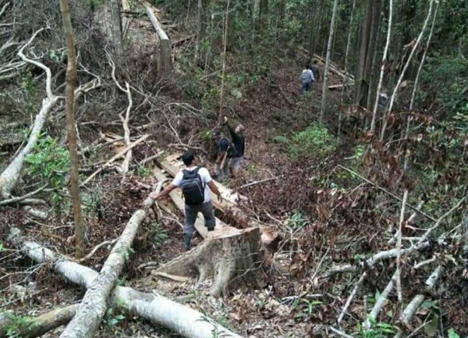 Legislator DPRD Soppeng Ditetapkan Tersangka Pembalakan Hutan Lindung