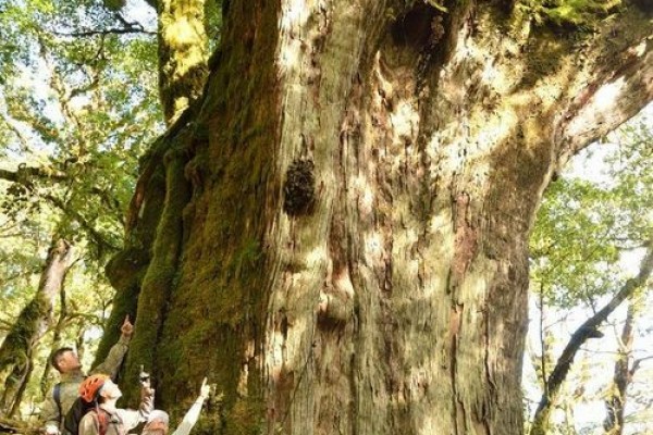 3 Pohon Tertinggi di Taiwan, Ada yang 'Menyentuh Bulan'!
