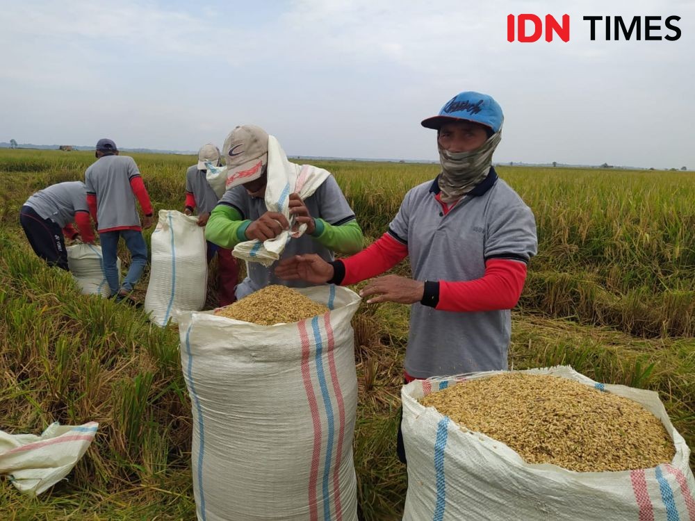 Hore, Lampung Peringkat Pertama Produksi Padi Tertinggi di Indonesia