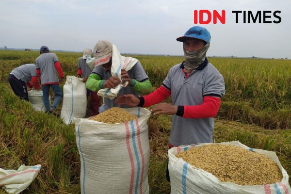 Pelarangan Gabah Dijual Keluar Lampung Akan Sengsarakan Petani