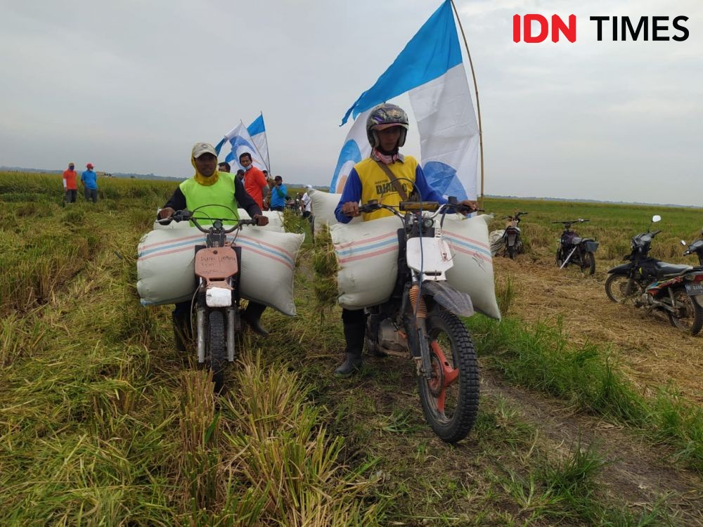 Harga Gabah Meroket, Pembeli Luar Lamsel Angkat Tangan