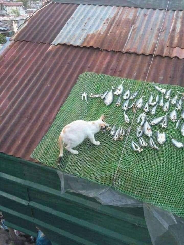 9 Potret Kocak Kucing Jadi Tersangka Ini Bikin Susah Marah