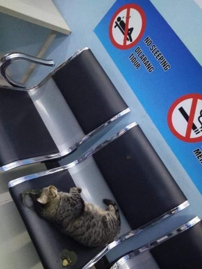 9 Potret Kocak Kucing Jadi Tersangka Ini Bikin Susah Marah