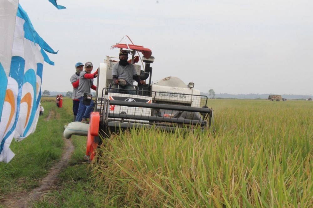 Pelarangan Gabah Dijual Keluar Lampung Akan Sengsarakan Petani