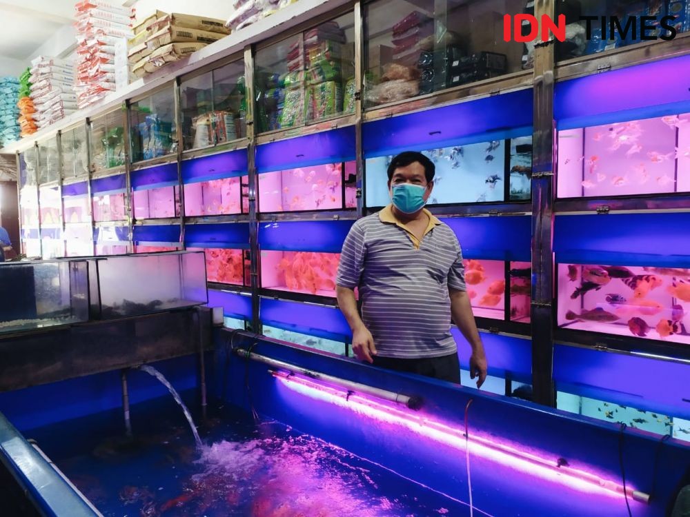 Raup Cuan Bisnis Ikan Hias di Tengah Pandemik, Harga Sampai Rp20 Juta