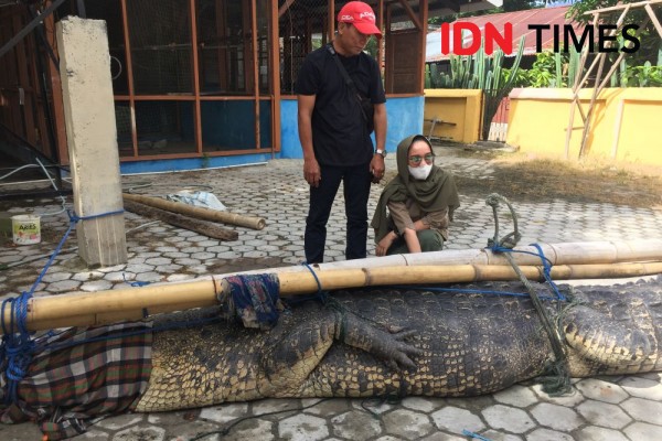 Warga Sulteng Tangkap Buaya Betina Ukuran Jumbo di Sungai Merah