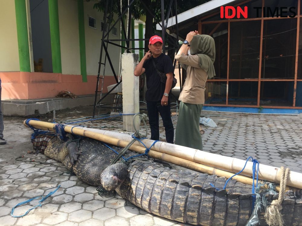 Warga Sulteng Tangkap Buaya Betina Ukuran Jumbo di Sungai Merah