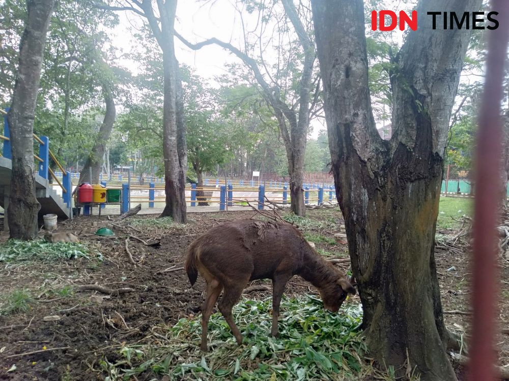 Mengenal Penangkaran Rusa Unila, Tokoh Kampus Dijadikan Nama 