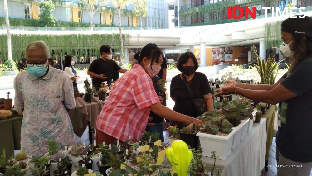 2.000 Kaktus dan Sukulen Dipamerkan di Bali, Ada Hasil Mutasi Warna 