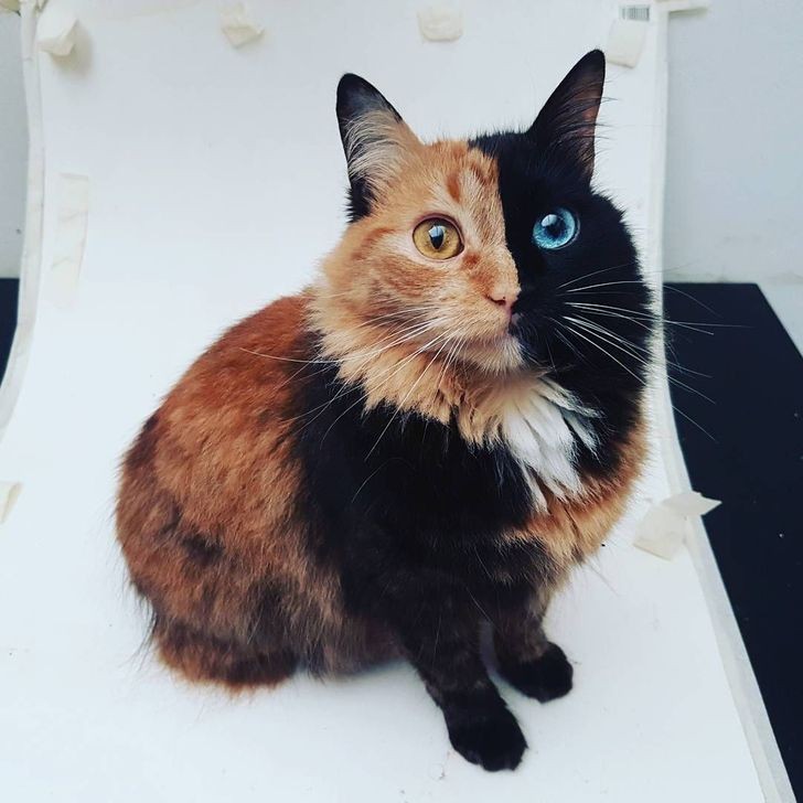 7 Potret Kucing dengan Pola Bulu yang Unik, Anabul Ini Ngemesin Abis