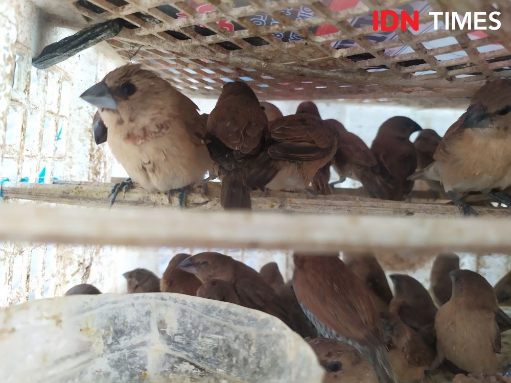 Raup Untung Dari Buang Sial, Kisah Penjual Emprit Peking di Semarang