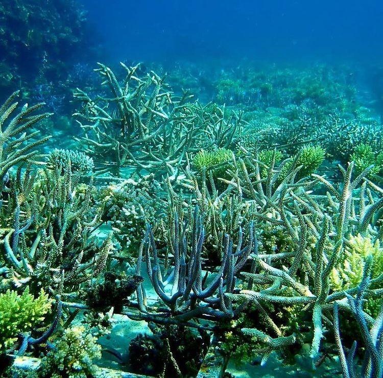 8 Ribu Hektare Terumbu Karang Kepulauan Togean Rusak Akibat Bom Ikan