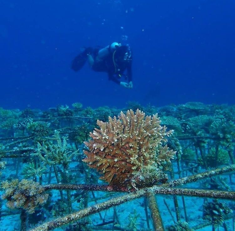 8 Ribu Hektare Terumbu Karang Kepulauan Togean Rusak Akibat Bom Ikan