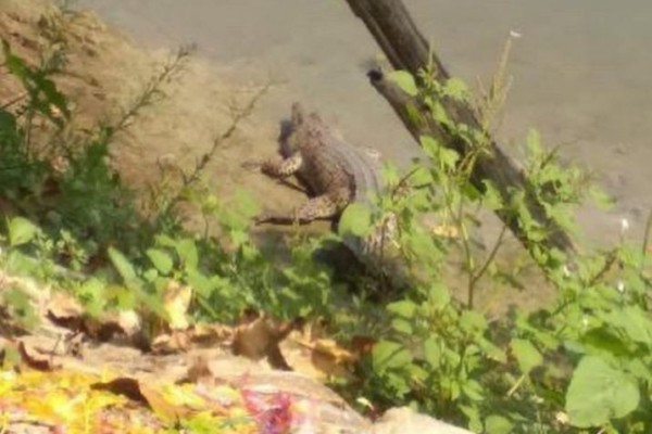 Heboh Video Penampakan Buaya di Sungai Bengawan, Ini Kata BKSDA