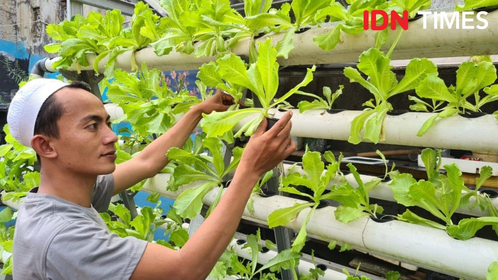 Cerita Millennials Pilih Jalan Ninja Tekuni Urban Farming Hidroponik