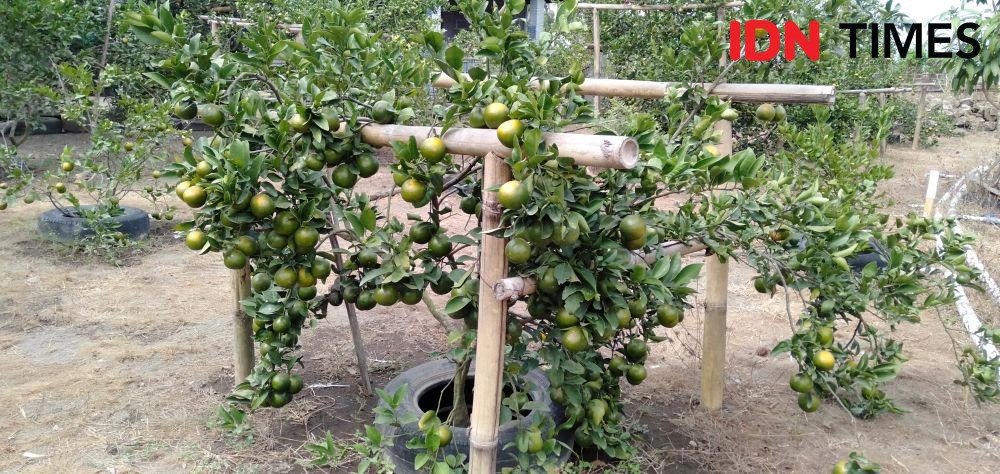 Petani Lahan Pasir Bantul Mulai Kembangkan Agrowisata Jeruk