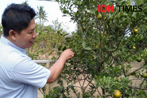 Petani Lahan Pasir Bantul Mulai Kembangkan Agrowisata Jeruk