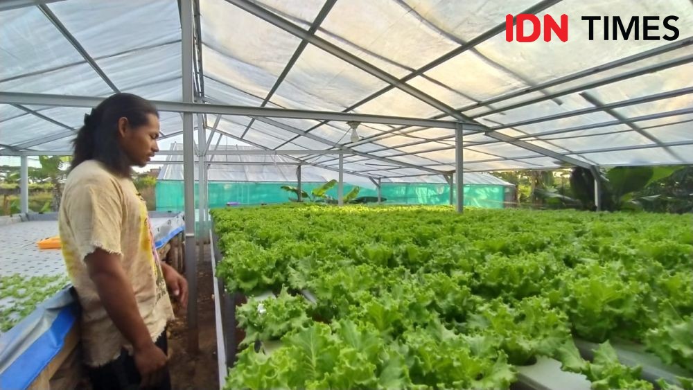 Cerita Petani Millennial di Sulsel, Mendobrak Gengsi Anak Muda Bertani