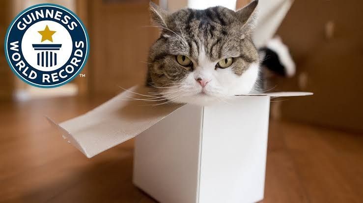 5 Kabar Terbaru Maru The Cat Box, Paling Banyak ditonton di Youtube