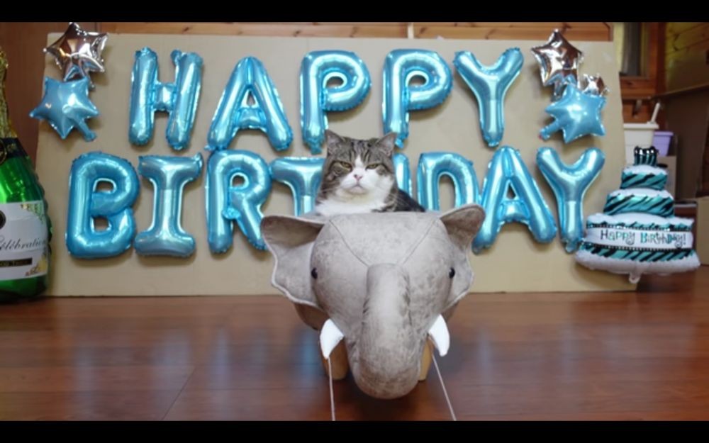 5 Kabar Terbaru Maru The Cat Box, Paling Banyak ditonton di Youtube