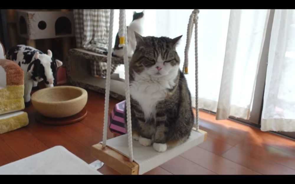 5 Kabar Terbaru Maru The Cat Box, Paling Banyak ditonton di Youtube