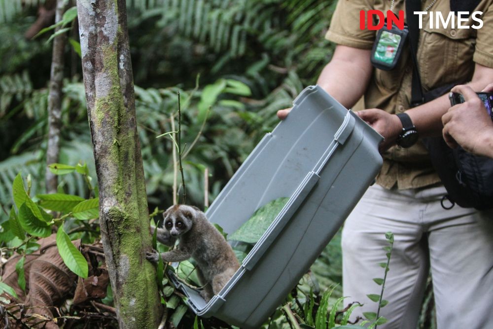 Potret Pelepasliaran Kucing Akar, Kukang hingga Binturong di Siranggas