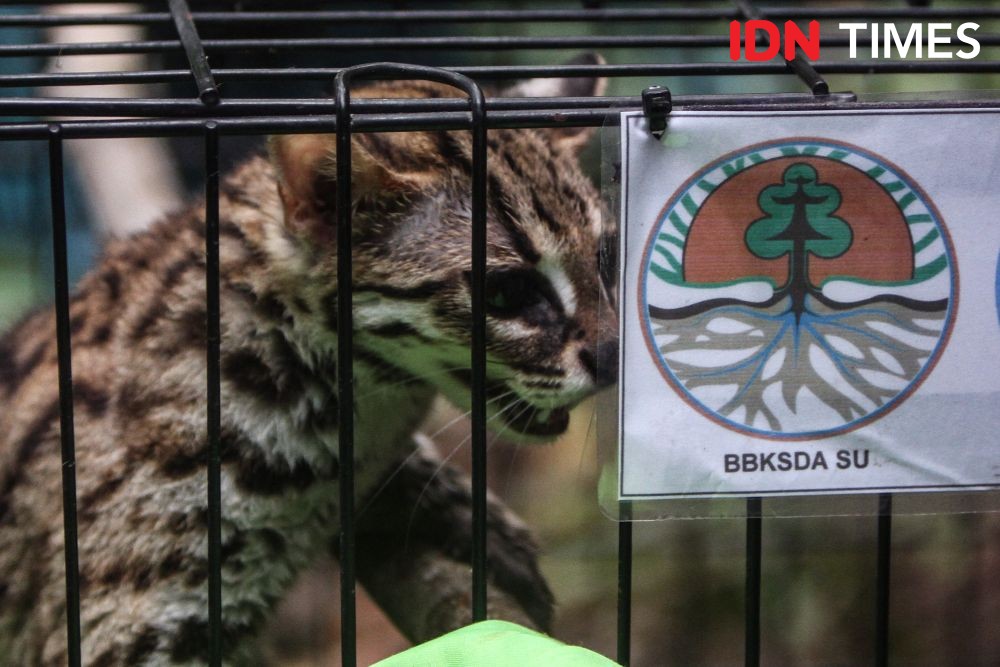 Menembus SM Siranggas, Melepasliar Binturong Hingga Kucing Akar
