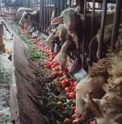 5 Potret Kocak Bahagia ala Petani Indonesia, Sederhana Aja Lho