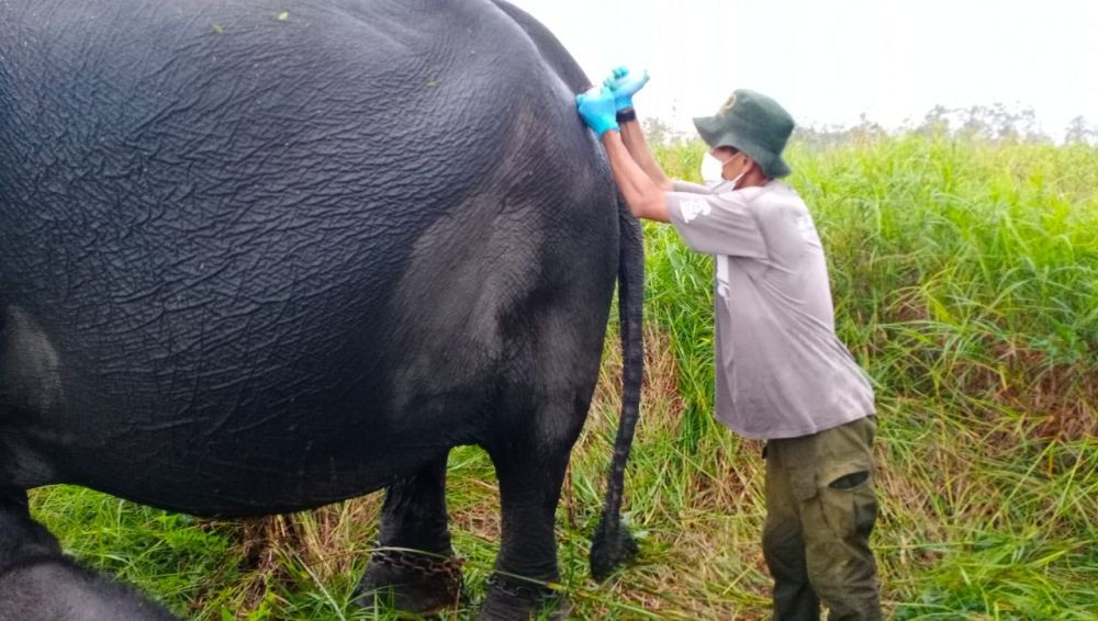 1 Anak Gajah Sumatra Lahir di Padang Sugihan Sumsel