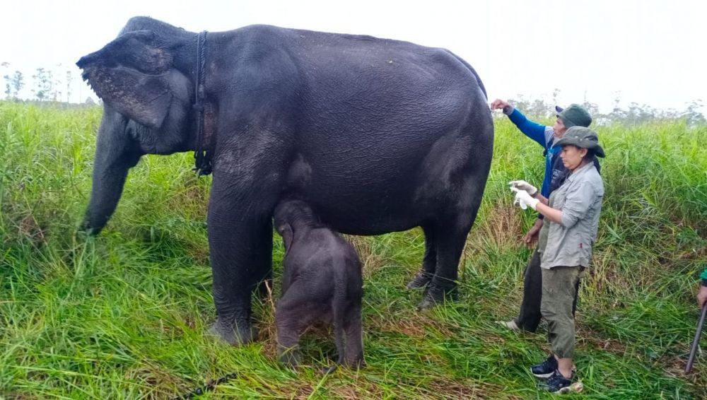 1 Anak Gajah Sumatra Lahir di Padang Sugihan Sumsel