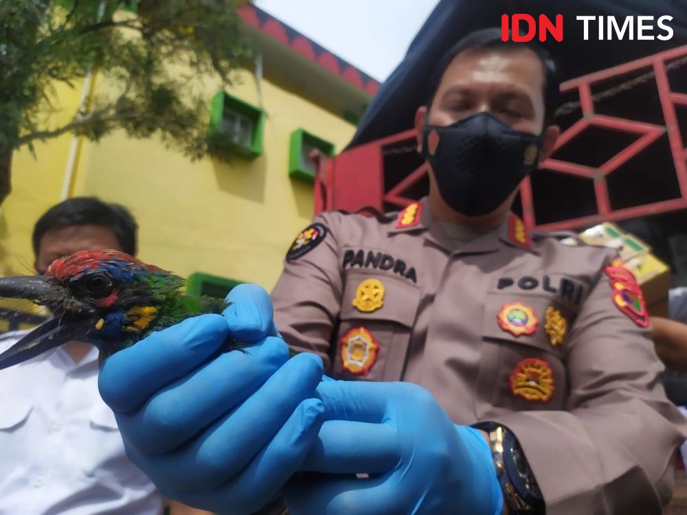 Catatan Panjang Pengungkapan Penyelundupan Burung di Provinsi Lampung