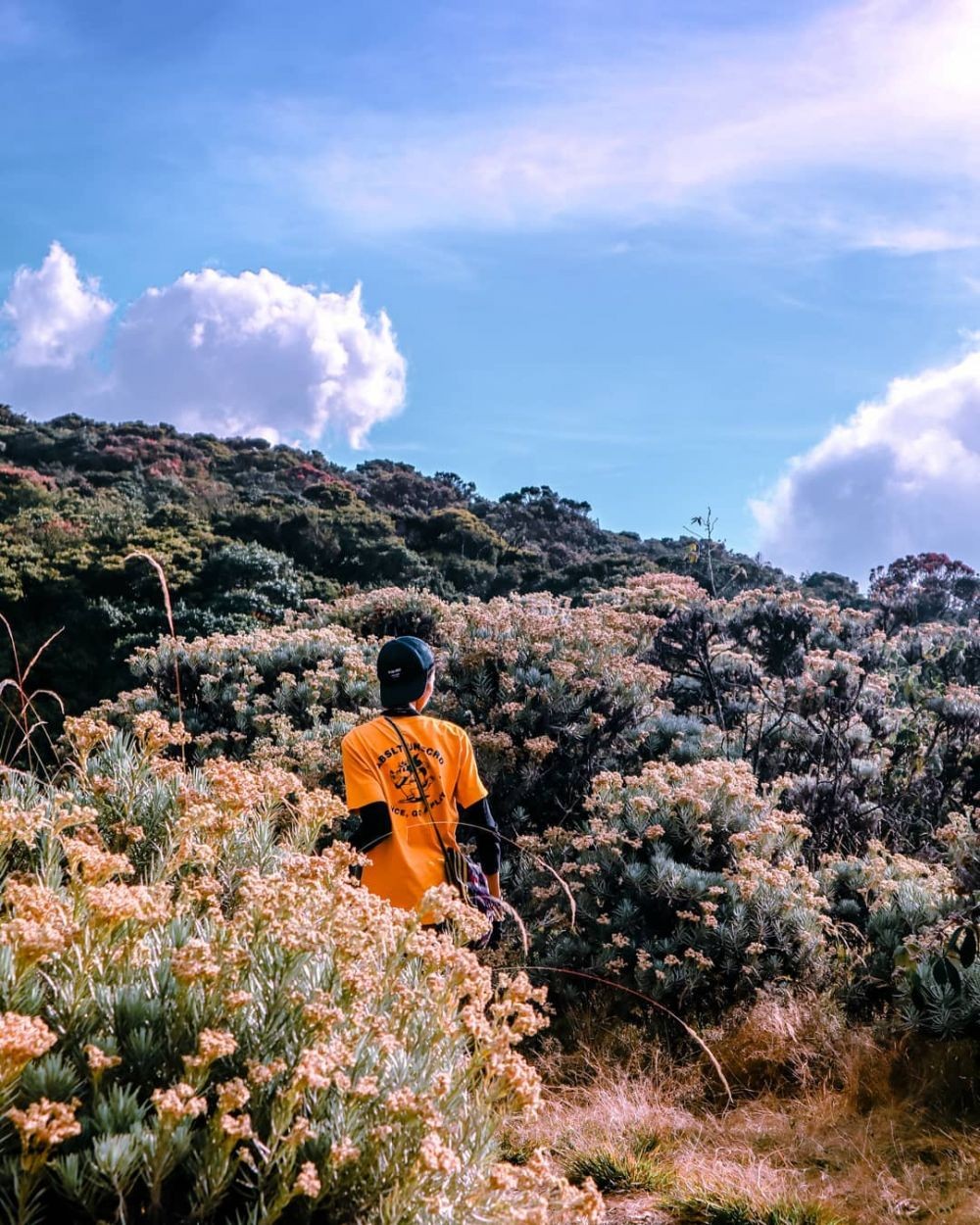 9 Padang Bunga Edelweis di Pulau Jawa, Spot Wajib saat Mendaki Gunung