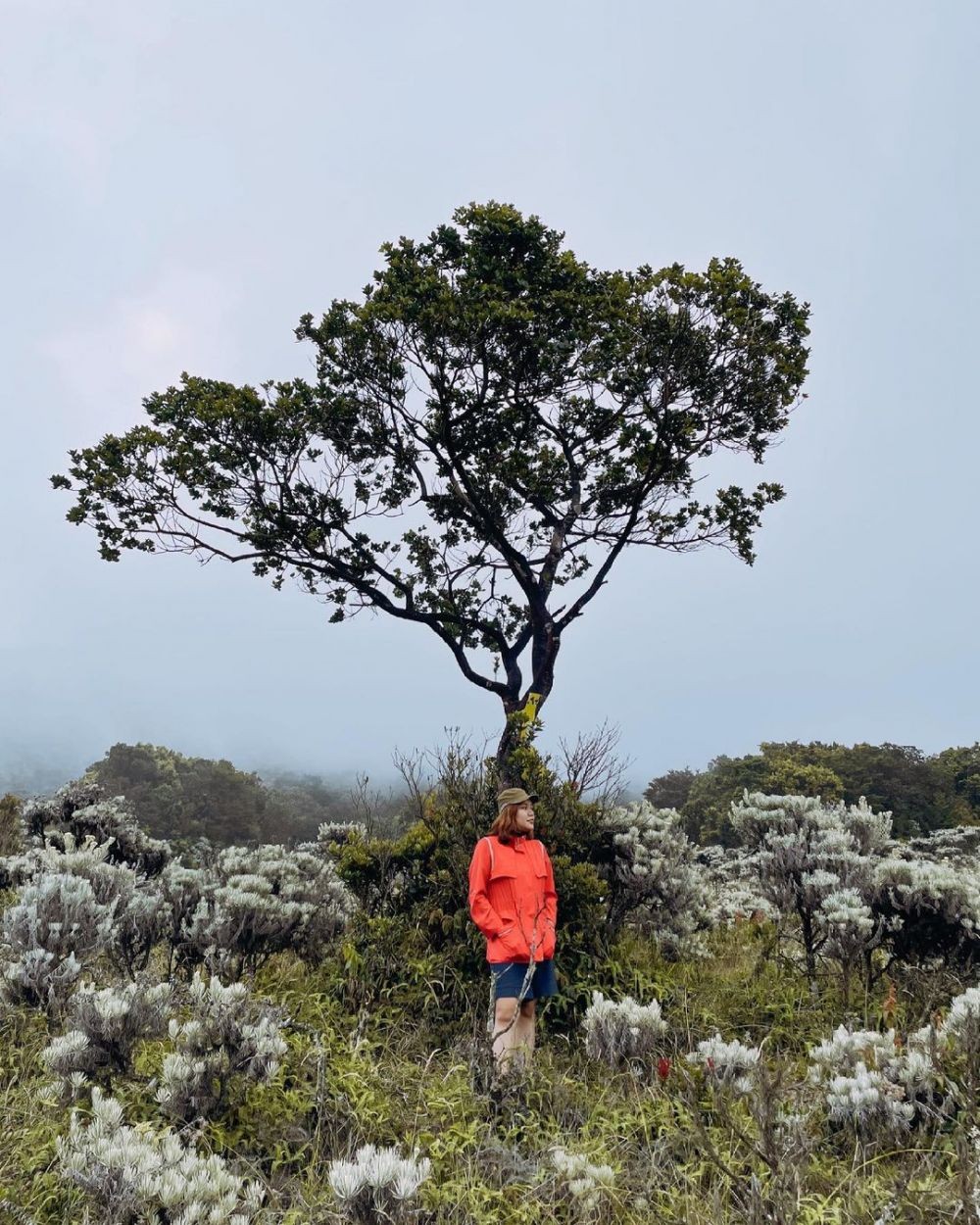 9 Padang Bunga Edelweis di Pulau Jawa, Spot Wajib saat Mendaki Gunung