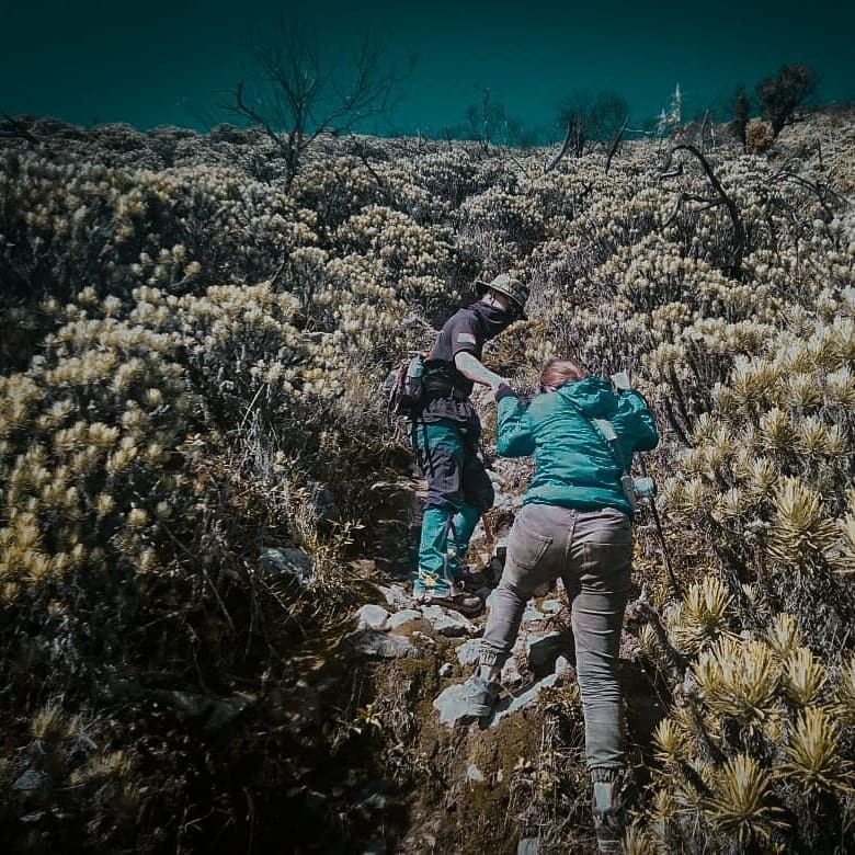 9 Padang Bunga Edelweis di Pulau Jawa, Spot Wajib saat Mendaki Gunung